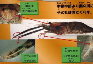 ミナミテナガエビ