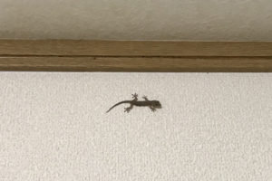 壁いるヤモリ