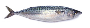 鯖