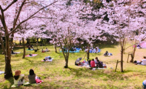 お花見会場