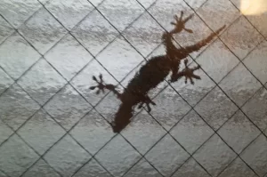 ヤモリ