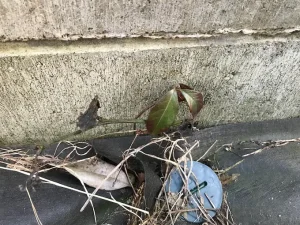 ヤブガラシ枯れてるところ